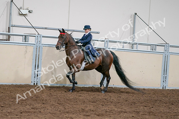 2020 - AB Morgan Horse - Sat, Sept 05 - 04915