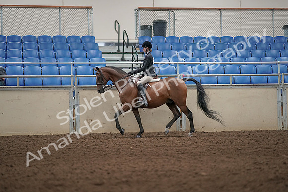 2019 Morgan Horse Show - Aug 31, 2019 - 04876