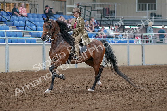 2020 - AB Morgan Horse - Fri, Sept 04 - 11145