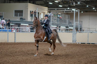 2020 - AB Morgan Horse - Fri, Sept 04 - 11072
