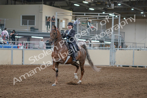 2020 - AB Morgan Horse - Fri, Sept 04 - 11072