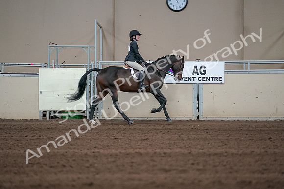 2019 Morgan Horse Show - Sept 01, 2019 - 03921