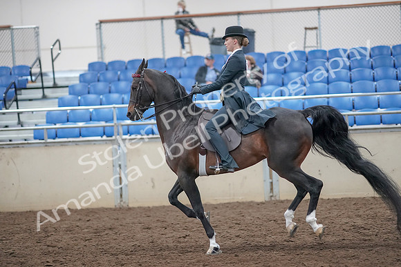 2019 Morgan Horse Show - Aug 31, 2019 - 08833