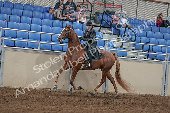 2020 - AB Morgan Horse - Fri, Sept 04 - 11442
