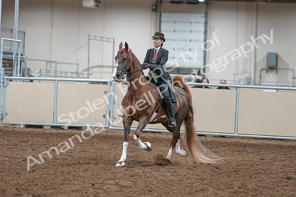2020 - AB Morgan Horse - Sat, Sept 05 - 12945