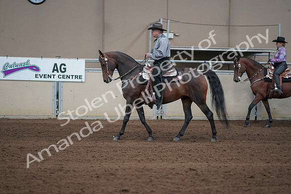2019 Morgan Horse Show - Sept 01, 2019 - 06863