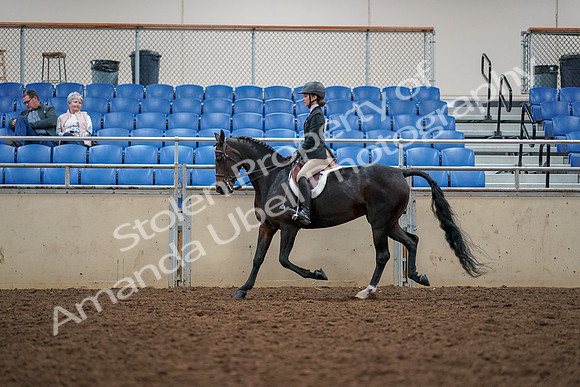2019 Morgan Horse Show - Aug 30, 2019 - 23318