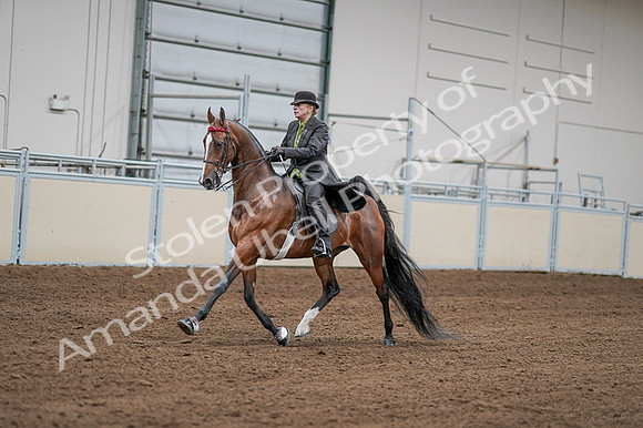 2020 - AB Morgan Horse - Fri, Sept 04 - 09556