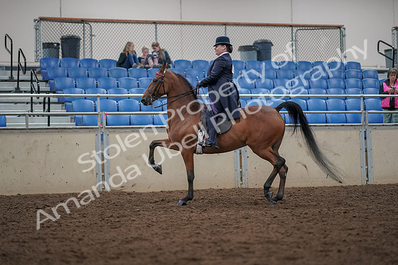 2019 Morgan Horse Show - Aug 30, 2019 - 28358