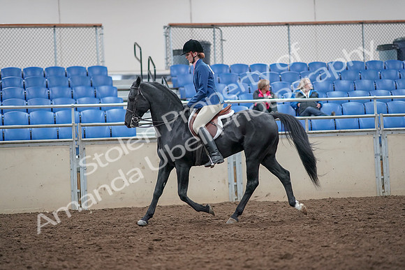 2019 Morgan Horse Show - Aug 31, 2019 - 16573