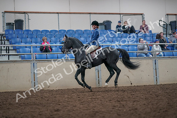 2019 Morgan Horse Show - Aug 31, 2019 - 16691