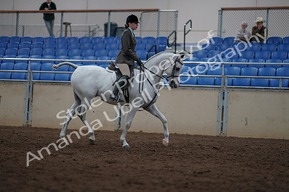 2019 Morgan Horse Show - Sept 01, 2019 - 08871