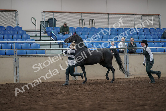 2019 Morgan Horse Show - Aug 31, 2019 - 03598