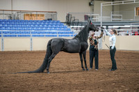 2020 - AB Morgan Horse - Sat, Sept 05 - 00100