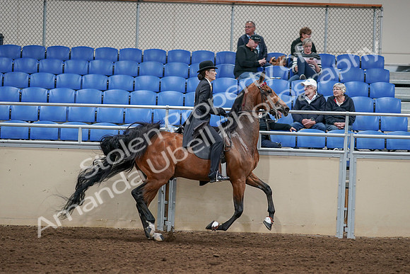 2020 - AB Morgan Horse - Sat, Sept 05 - 06777