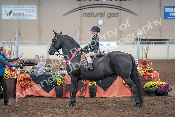2019 Morgan Horse Show - Aug 31, 2019 - 19765