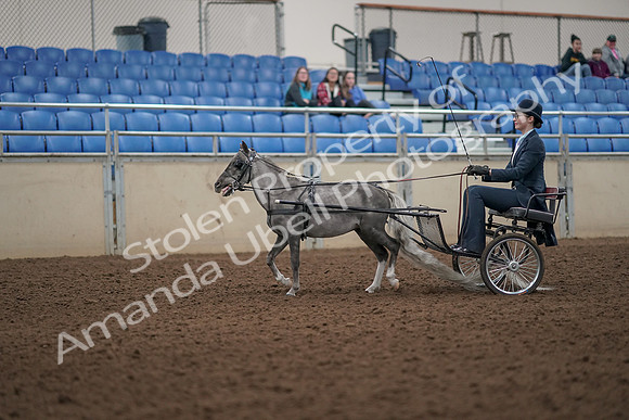 2019 Morgan Horse Show - Aug 31, 2019 - 04252