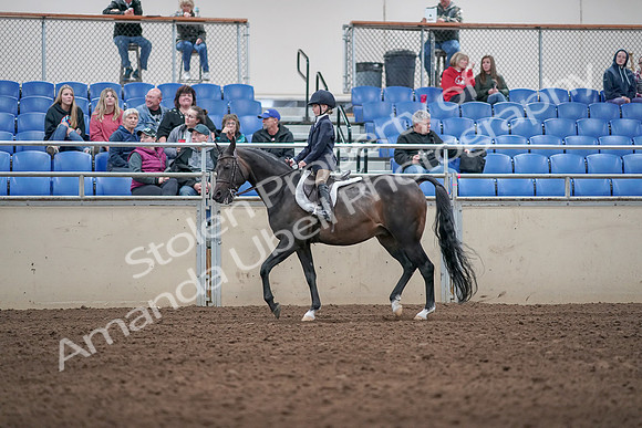 2019 Morgan Horse Show - Aug 31, 2019 - 19510
