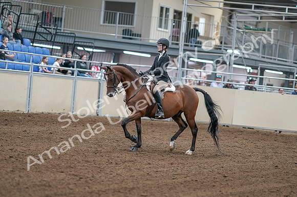 2020 - AB Morgan Horse - Fri, Sept 04 - 05850