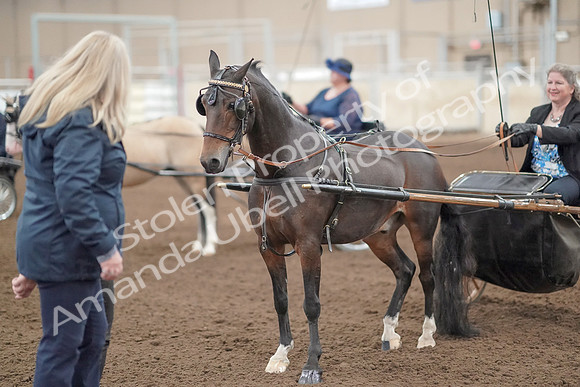 2019 Morgan Horse Show - Aug 31, 2019 - 04549