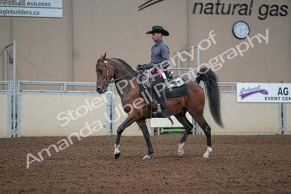 2019 Morgan Horse Show - Aug 31, 2019 - 06271