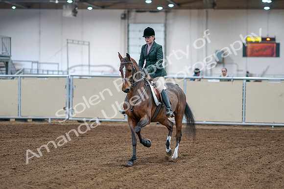 2020 - AB Morgan Horse - Fri, Sept 04 - 01483