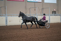 2019 Morgan Horse Show - Sept 01, 2019 - 10375_1