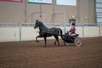 2019 Morgan Horse Show - Sept 01, 2019 - 10369_1