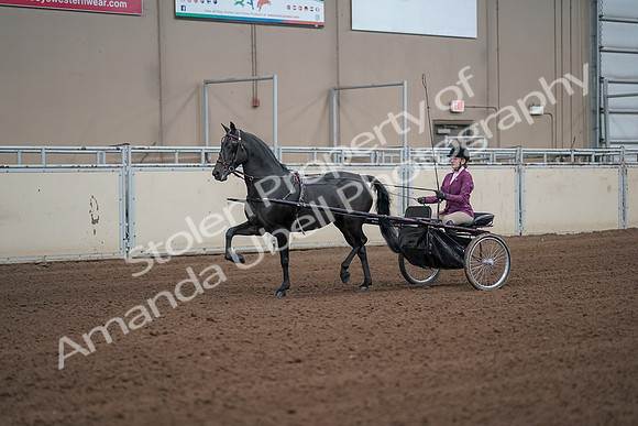 2019 Morgan Horse Show - Sept 01, 2019 - 10369_1