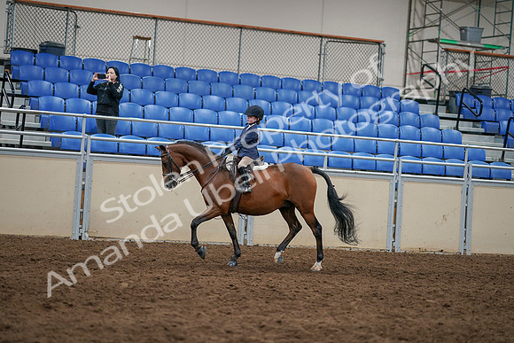 2020 - AB Morgan Horse - Sun, Sept 06 - 07833