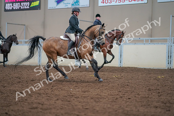 2019 Morgan Horse Show - Aug 30, 2019 - 21058