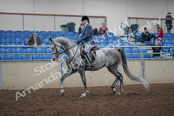 2019 Morgan Horse Show - Aug 31, 2019 - 14879