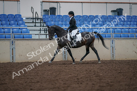 2019 Morgan Horse Show - Aug 30, 2019 - 18393