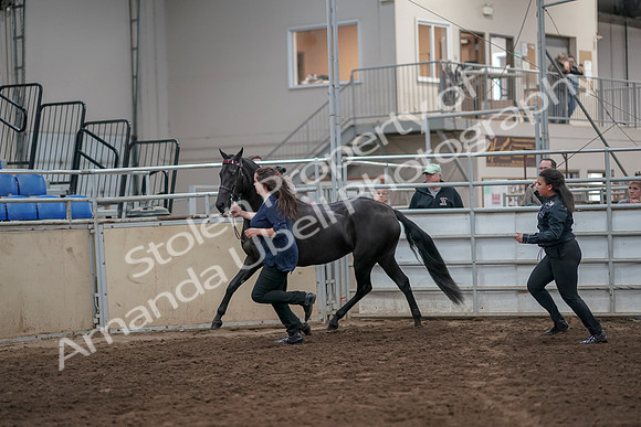 2019 Morgan Horse Show - Aug 31, 2019 - 00896