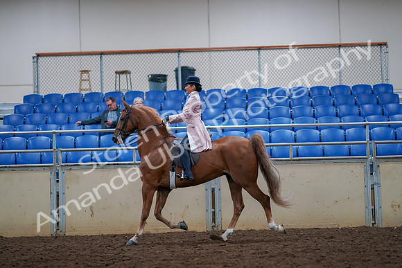 2019 Morgan Horse Show - Aug 30, 2019 - 21393