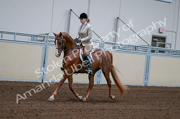 2020 - AB Morgan Horse - Fri, Sept 04 - 01626