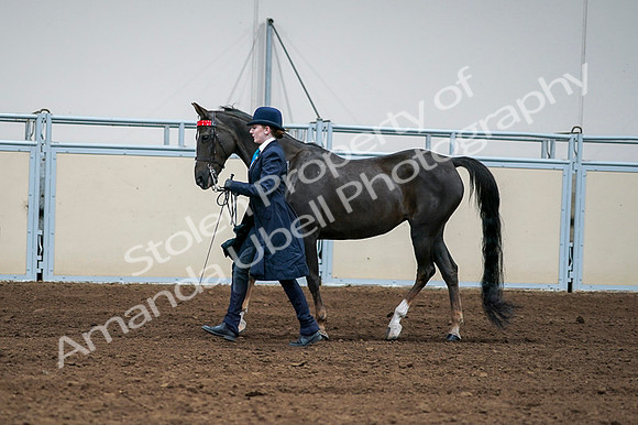 2020 - AB Morgan Horse - Fri, Sept 04 - 00703