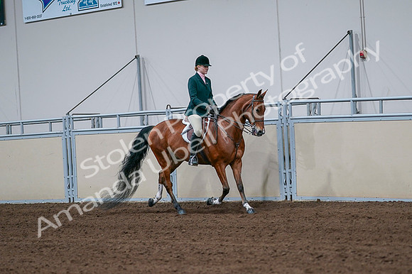 2020 - AB Morgan Horse - Fri, Sept 04 - 01848