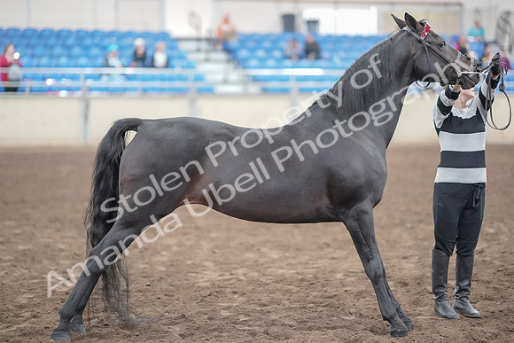 2019 Morgan Horse Show - Aug 31, 2019 - 00912