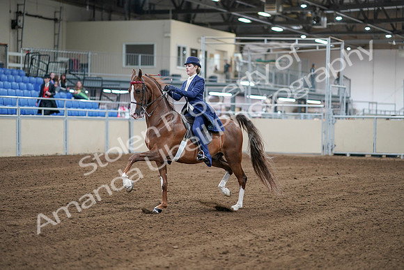 2020 - AB Morgan Horse - Sat, Sept 05 - 06071