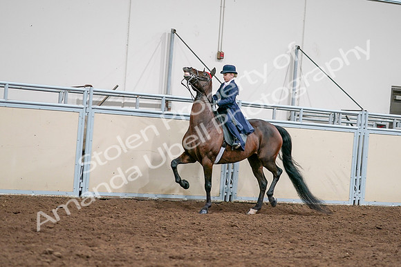 2020 - AB Morgan Horse - Sat, Sept 05 - 04807
