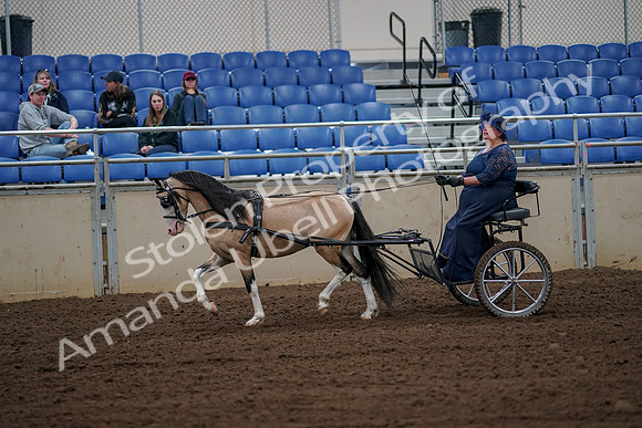 2019 Morgan Horse Show - Aug 30, 2019 - 13130