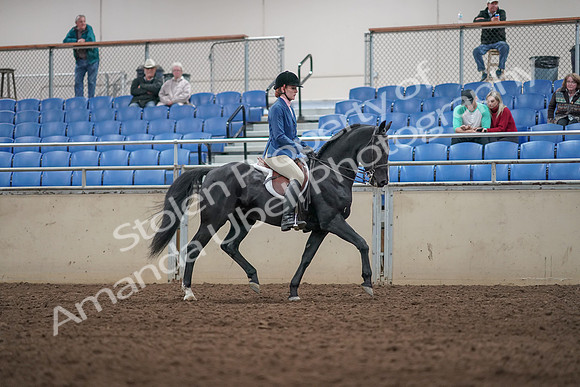 2019 Morgan Horse Show - Aug 31, 2019 - 07391