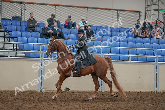 2020 - AB Morgan Horse - Fri, Sept 04 - 11267