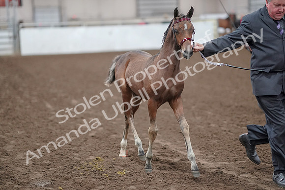 2019 Morgan Horse Show - Aug 31, 2019 - 00856