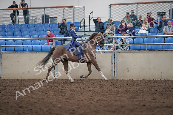 2019 Morgan Horse Show - Aug 31, 2019 - 20727