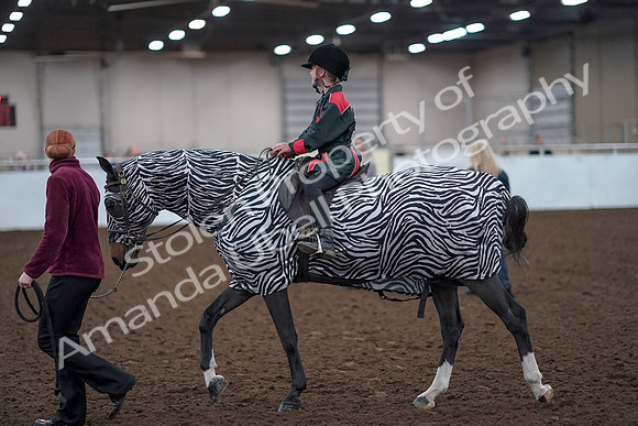 2019 Morgan Horse Show - Aug 31, 2019 - 10058