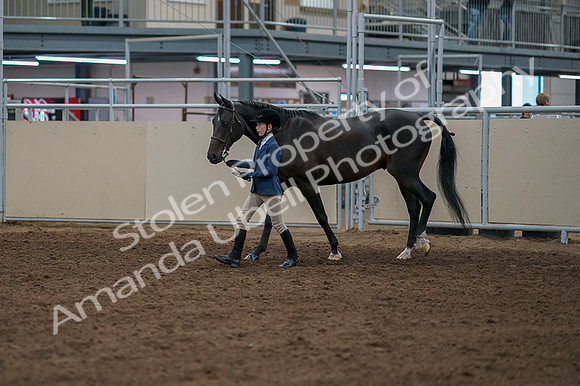 2020 - AB Morgan Horse - Fri, Sept 04 - 00915
