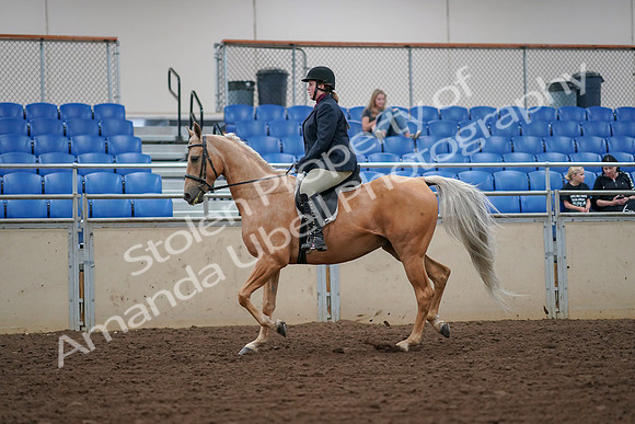 2019 Morgan Horse Show - Aug 30, 2019 - 16074