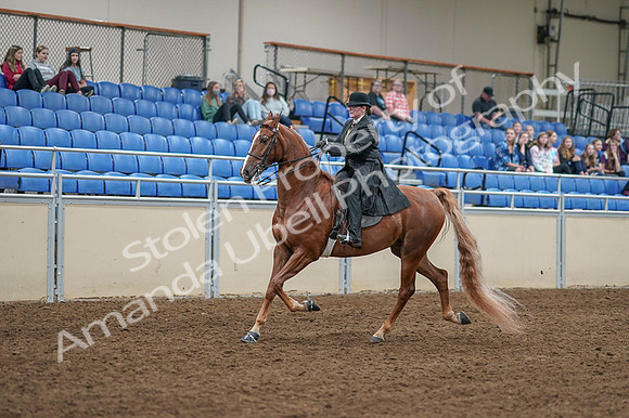 2020 - AB Morgan Horse - Fri, Sept 04 - 11249